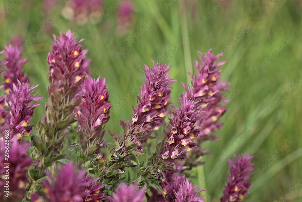 Acker-Wachtelweizen (Melampyrum arvense) Acker-Wachtelweizen (Melampyrum arvense)