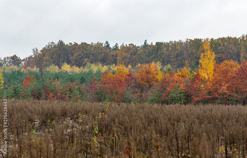 Fototapeta premium magnificent forest in autumn day