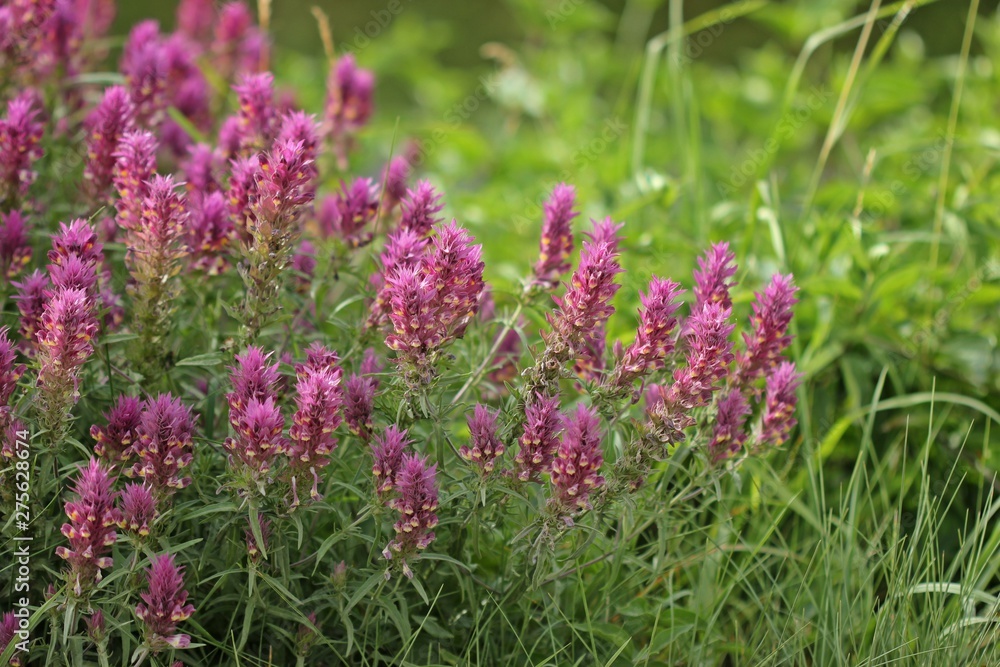 Acker-Wachtelweizen (Melampyrum arvense)