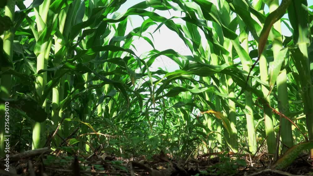 Field of Corn