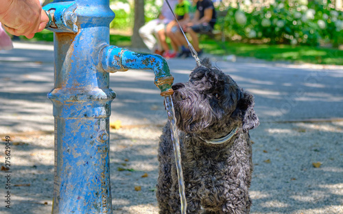 Head shot of Black dog drinking from a public fountain in a park, to hydrate during the heat wave in Europe. Zagreb, Croatia, June 2019