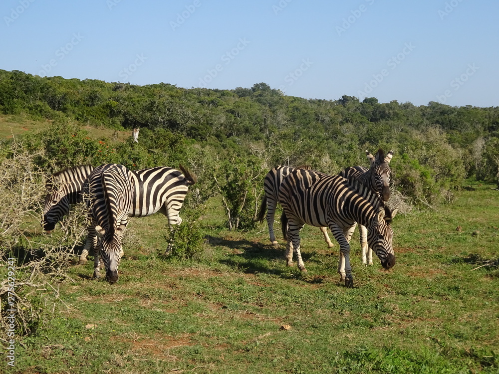 Obraz premium Zebras in Addo Elephant Park South Africa