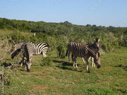 Zebras in Addo Elephant Park South Africa
