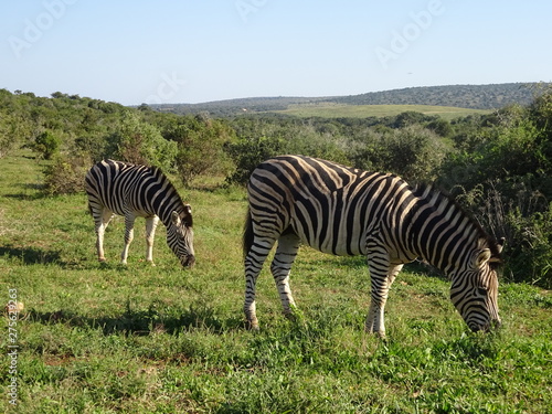Zebras in Addo Elephant Park South Africa
