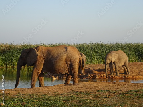 Group of elephants  Addo elephant national park of South Africa