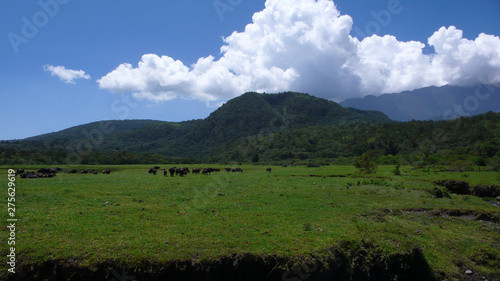 a herd of water buffalo on a grassy meadow in Arusha National Park in Tanzania