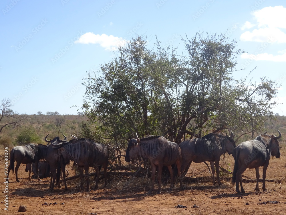 Fototapeta premium Herd of wildebeest under bush at Kruger National Park South Africa.