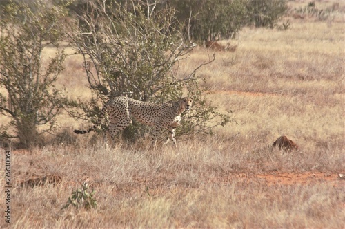 Gepard