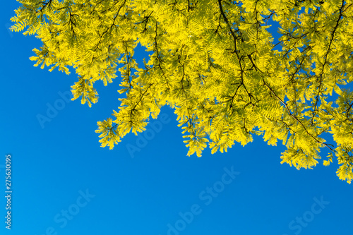 Schöner blauer Himmel im Sommer mit Blättern und Platz für Text 