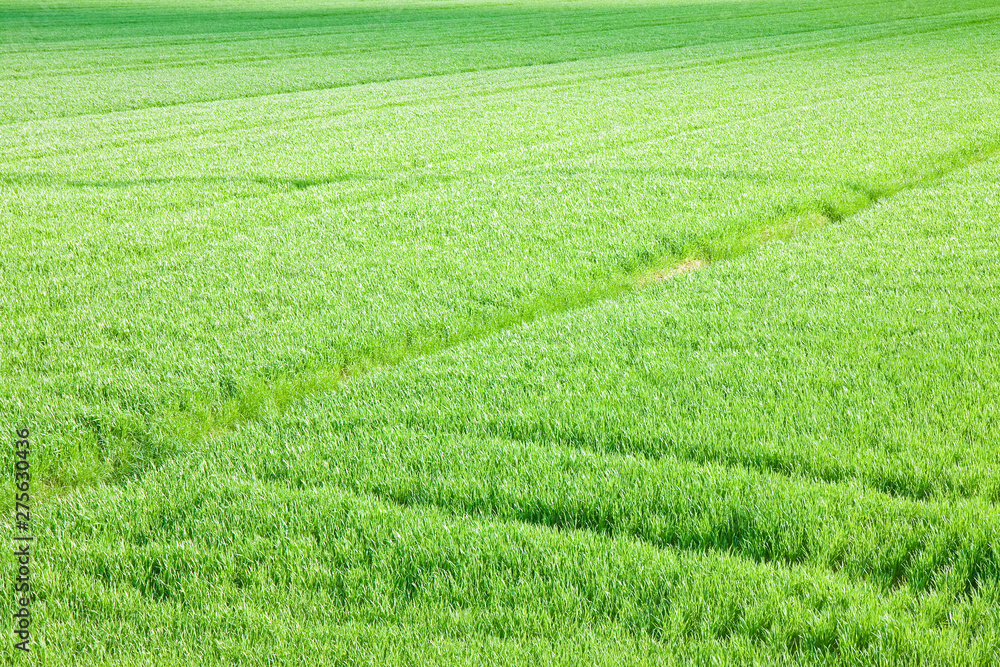 Green grass field backgrounds seen from above - image whit copy space Green grass field backgrounds seen from above - image whit copy space