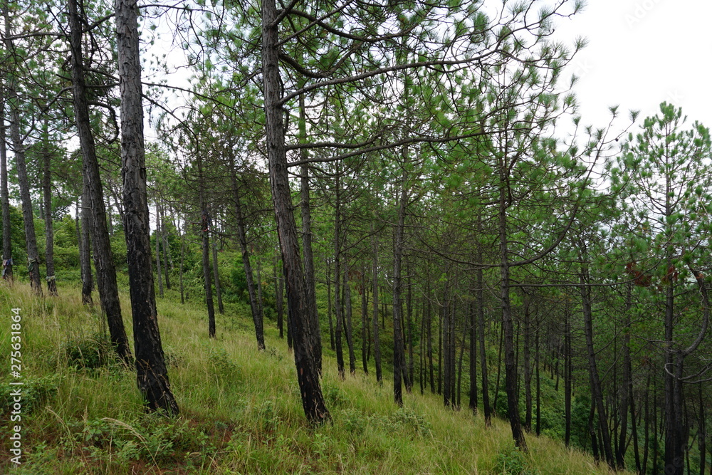 Fototapeta premium trees in the forest