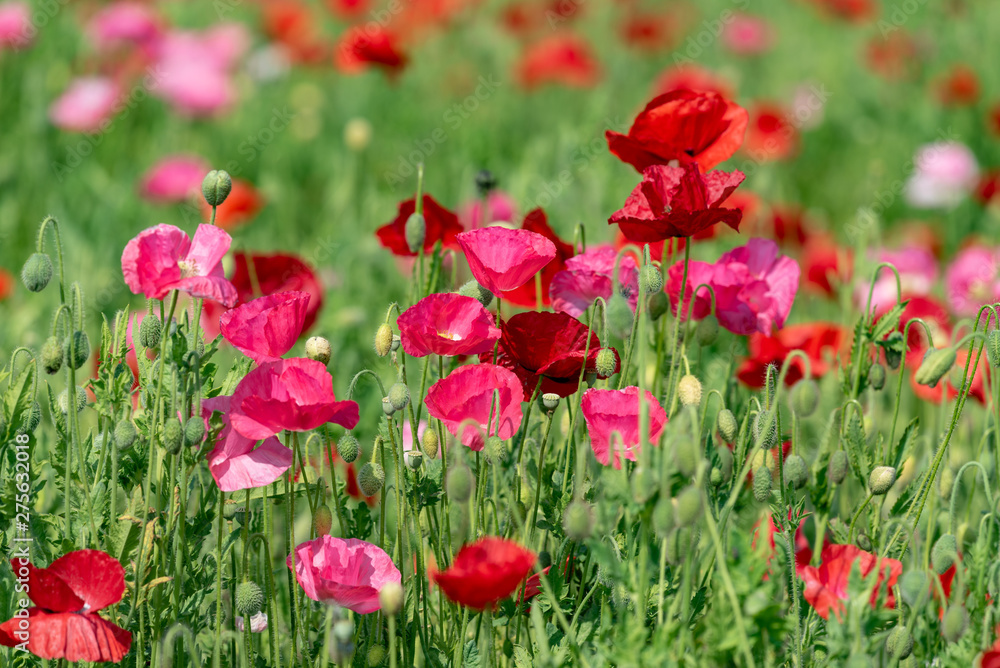 Red and pink flower of corn poppy, Papaver rhoeas Red and pink flower of corn poppy, Papaver rhoeas