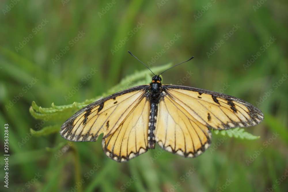 Obraz premium Yellow Coster butterfly on leaf