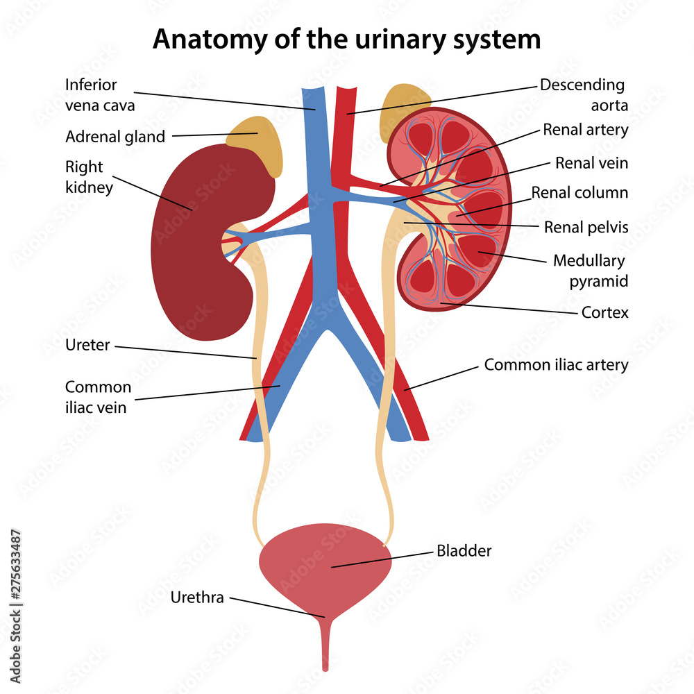 assignment of urinary system