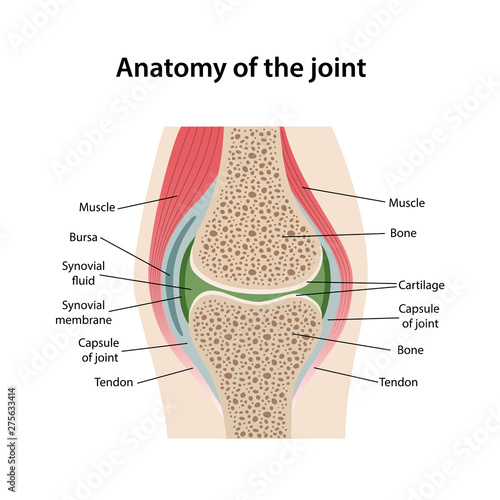 Anatomy of the joint with main parts labeled. Image of the structure of a healthy joint is isolated on a white background. Vector illustration