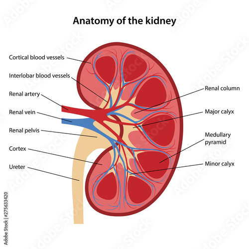 Anatomy of the human kidney with main parts labeled. Vector illustration.