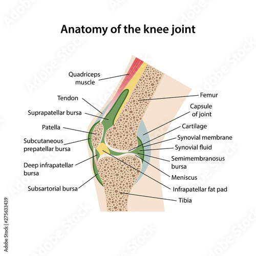 Anatomy of the knee joint with main parts labeled. Sagittal view of a healthy knee joint is isolated on a white background. Vector illustration