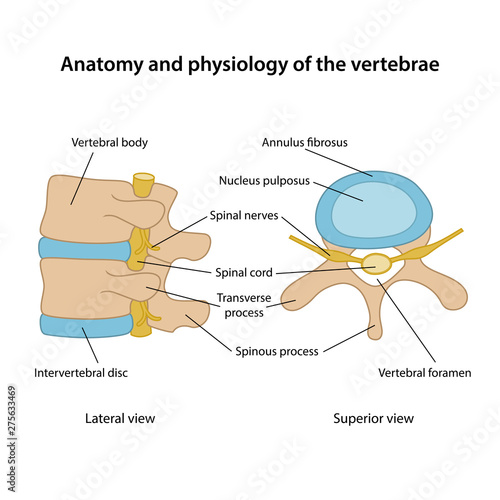 Anatomy and physiology of the vertebrae. Human vertebrae in superior and lateral views with main parts labeled. Vector illustration photo
