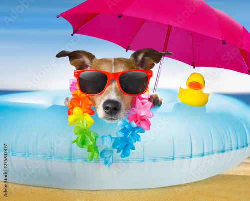 Fotografie dog at the beach and ocean with air mattress
