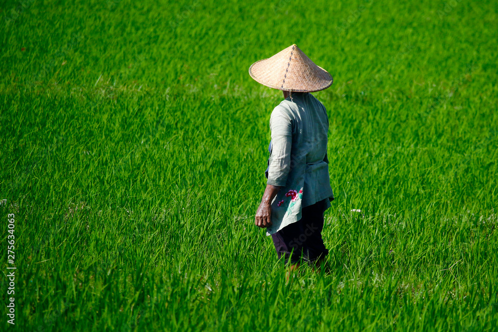 Rice worker hat on sale