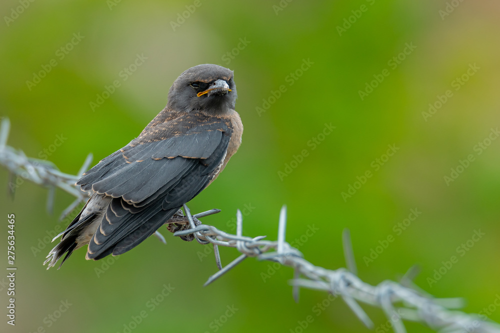 Juvenile Ashy Woodswallow perching on barb wire with blur green background Juvenile Ashy Woodswallow perching on barb wire with blur green background