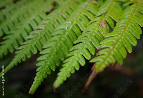 fern in forest