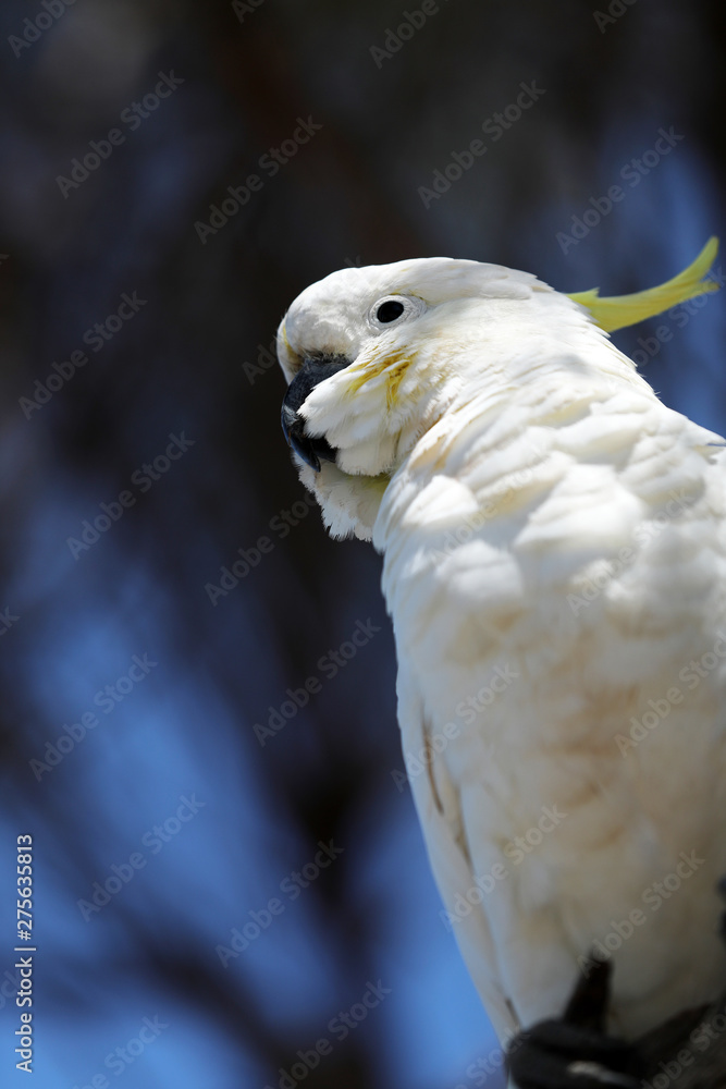 Kakadu Papagei in Australien