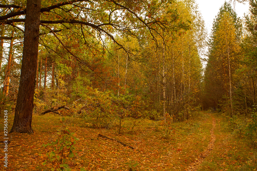 Obraz premium autumn beautiful panoramic rural landscape