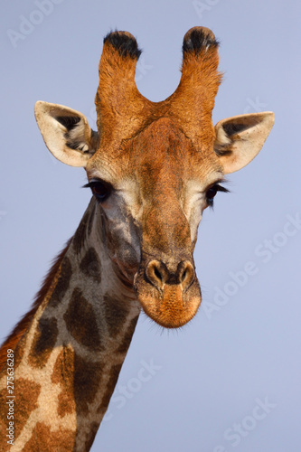 Giraffe portrait