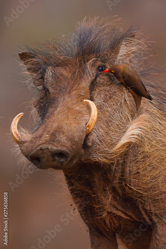 Bird sitting on warthog photo