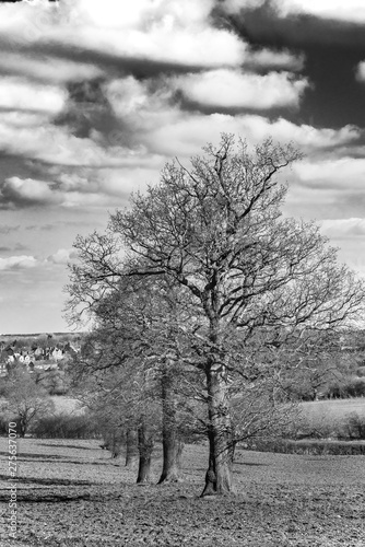 Row of Trees in Black and White with Dramatic Sky