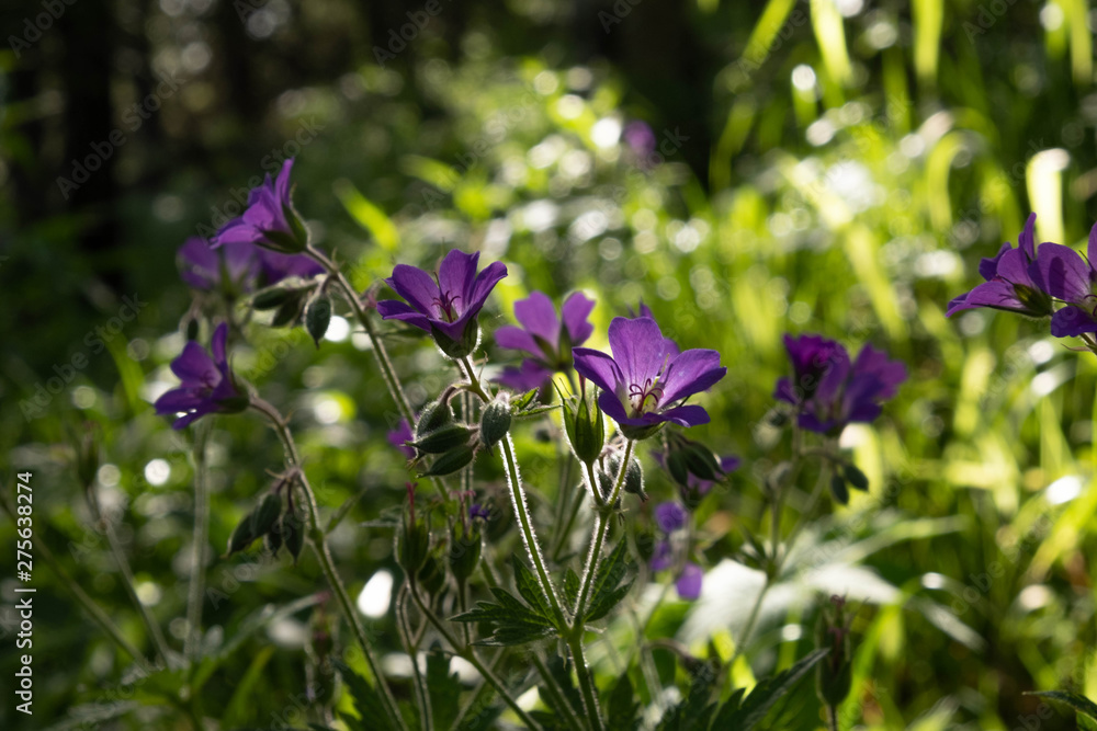 Violet flowers in the forest. Flowers bells Violet flowers in the forest. Flowers bells