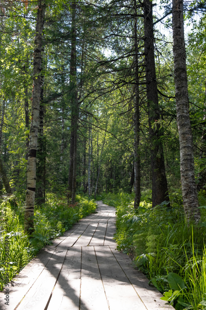 Direct road for tourists made of boards in the forest. plank forest trail Direct road for tourists made of boards in the forest. plank forest trail