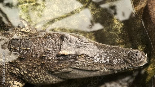 Spectacled caiman Caiman crocodilus eye close up photo