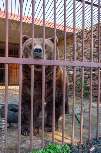 Sad brown bear in a cage. Bear in captivity
