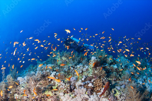 Fototapeta Naklejka Na Ścianę i Meble -  A diver explores tropical coral reef. 