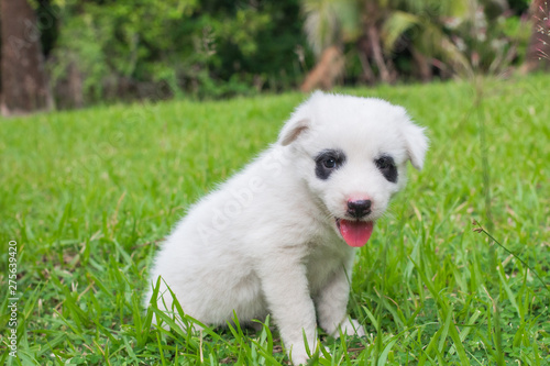 Thai bangkaew dog cute white puppies playing in the park and look at camera sitting in grass.