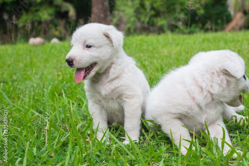 Thai bangkaew dog 2 cute white puppies playing in the park and look at camera sitting in grass.
