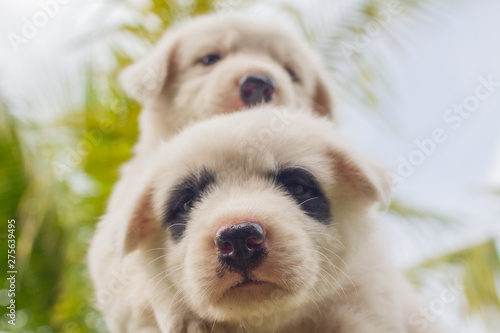 Thai bangkaew dog, 2 cute white puppies in the garden and looking at the camera © Stock.Foto.Touch