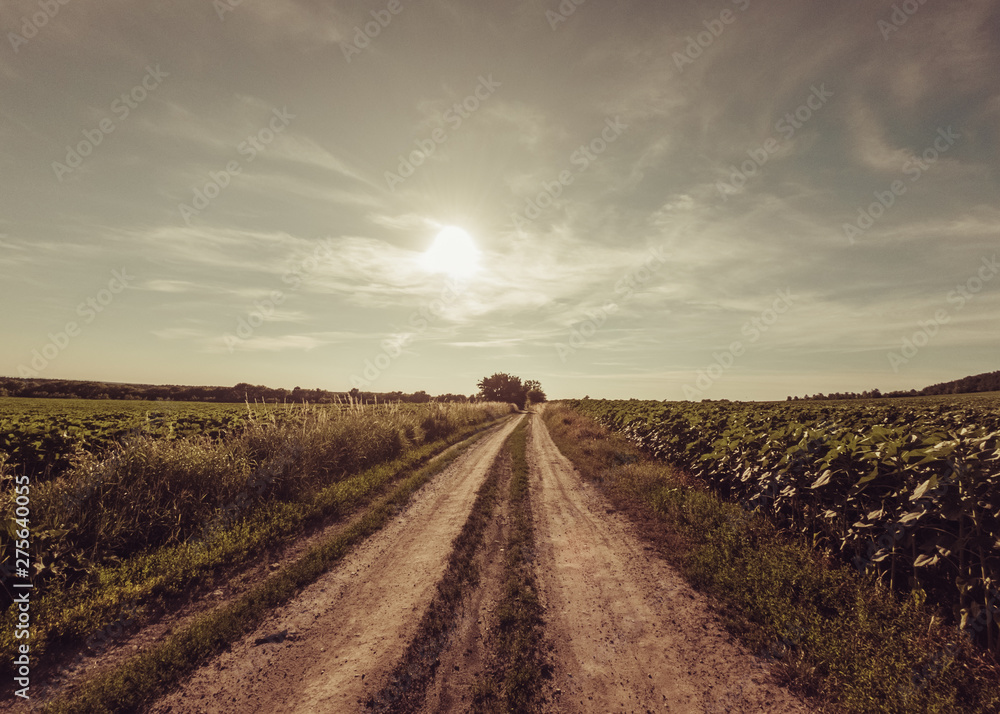 Summer landscape. Road through the field. The Atmosphere Summer landscape. Road through the field. The Atmosphere