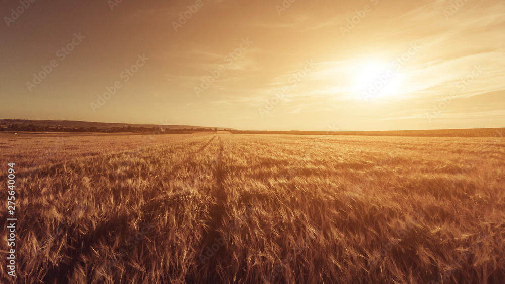 Obraz premium Great Sunset On The Field