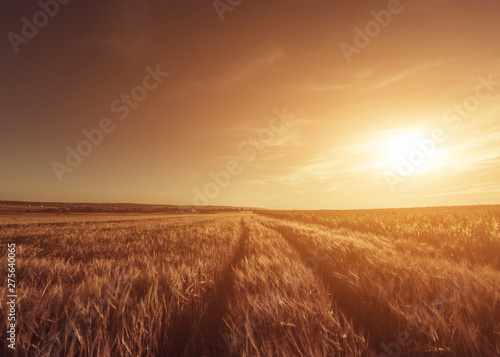 Great Sunset On The Field