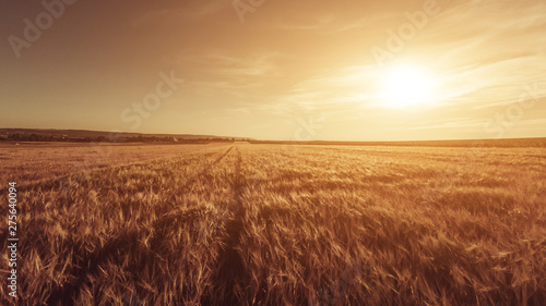 Great Sunset On The Field © v.senkiv