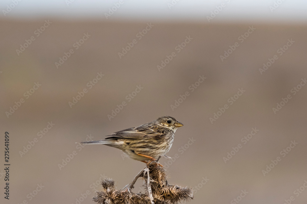 Corn bunting on a thistle in front of blurry background Corn bunting on a thistle in front of blurry background
