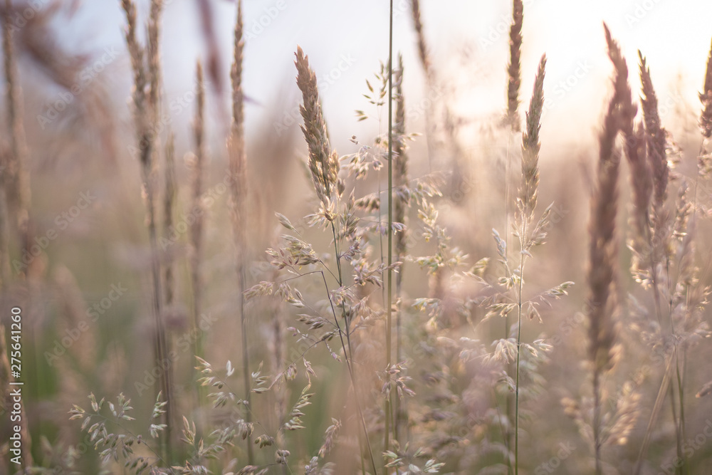grass in the wind grass in the wind