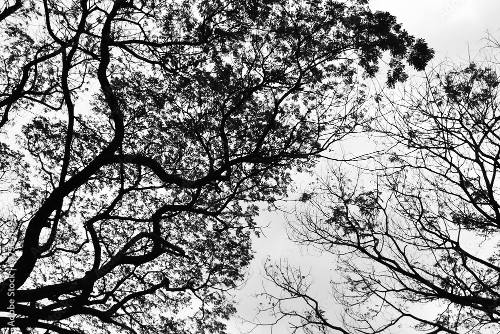 Looking up in Forest - Tree branches nature abstract - monochrome Looking up in Forest - Tree branches nature abstract - monochrome