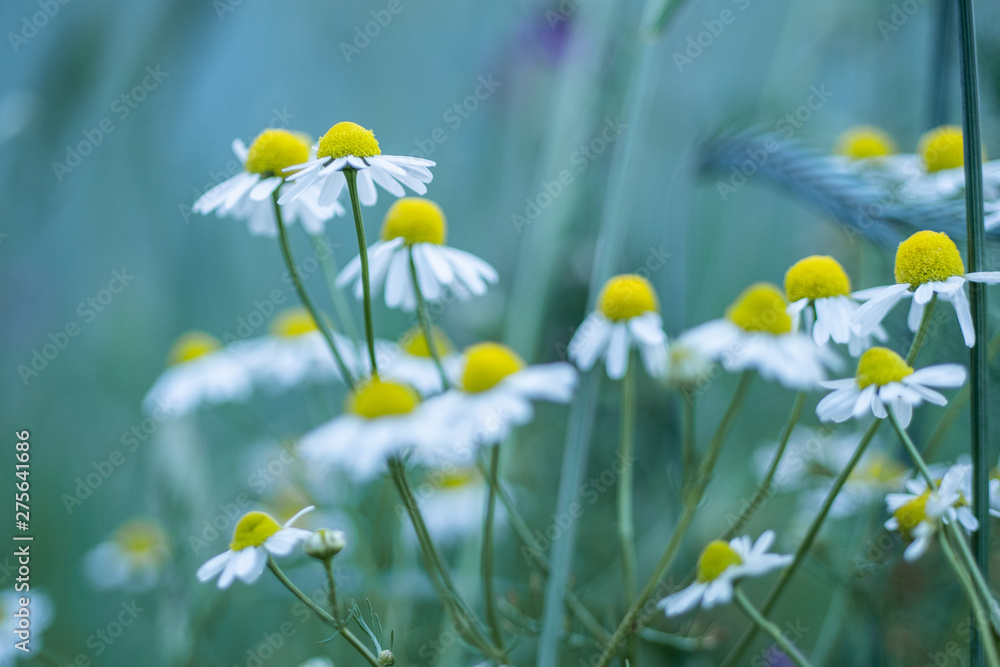 Fototapeta premium white flowers on green background