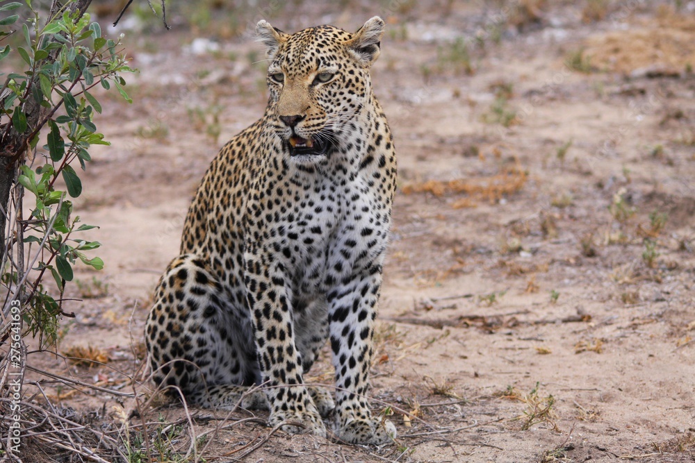 un léopard assis dans la savane en Afrique du Sud un léopard assis dans la savane en Afrique du Sud