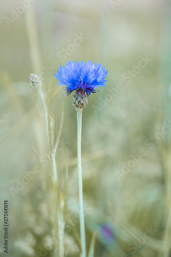 flower on background of blu...