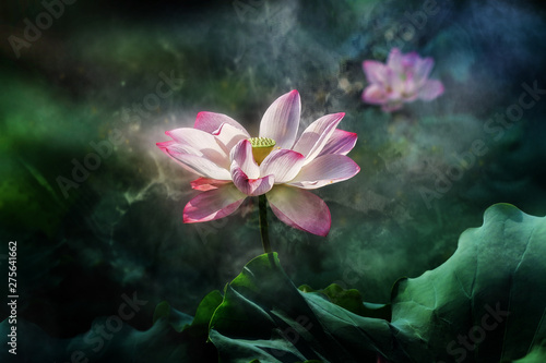                 white lotus flower blooming  dark background